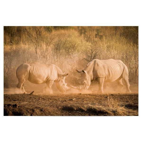 Poster "Rhino Kampf" artboxONE - Natur,Reise,Tiere,Reise / Afrika - Rhino,Nashorn,Kampf,Kämpfen,Safari,Wildlife,Afrika