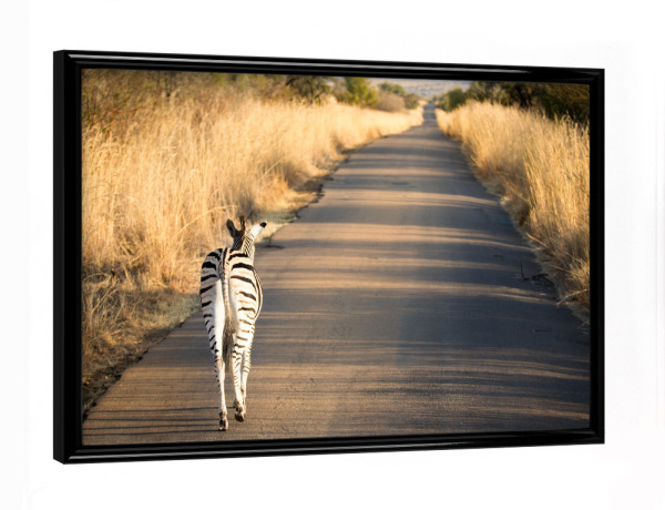Poster mit schwarzem Rahmen "Zebra on the road" artboxONE - Natur,Reise,Tiere,Reise / Afrika