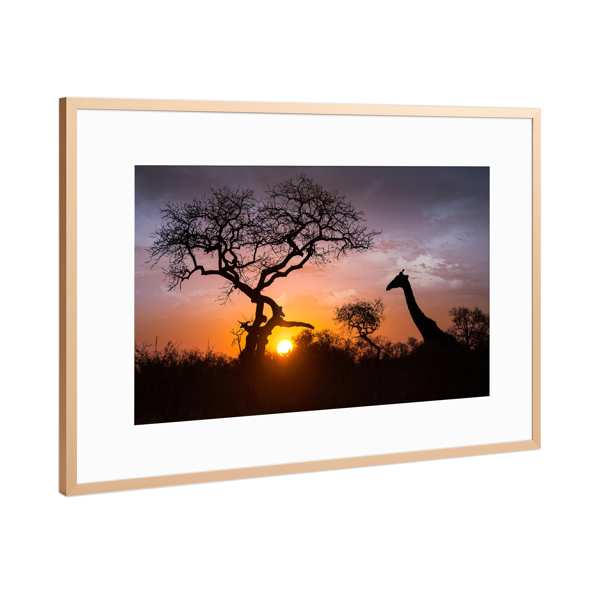 Poster mit Rahmen Kupfer "Giraffe Silhouette" artboxONE - Natur,Reise,Tiere,Reise / Afrika