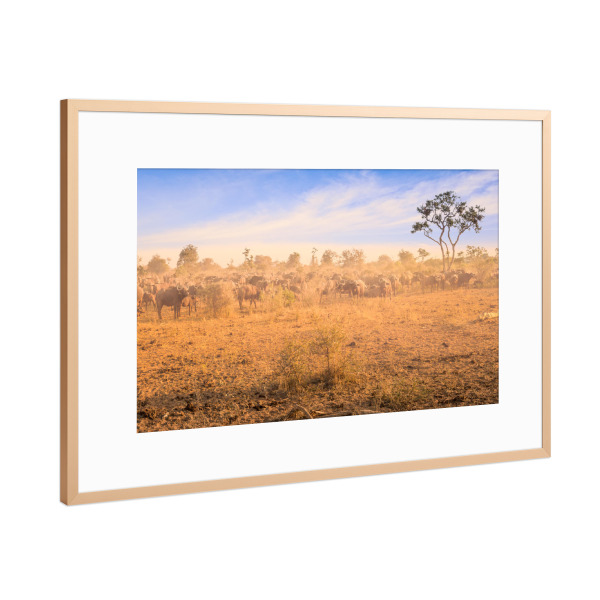 Poster mit Rahmen Kupfer "Büffelherde" artboxONE - Natur,Reise,Tiere,Reise / Afrika