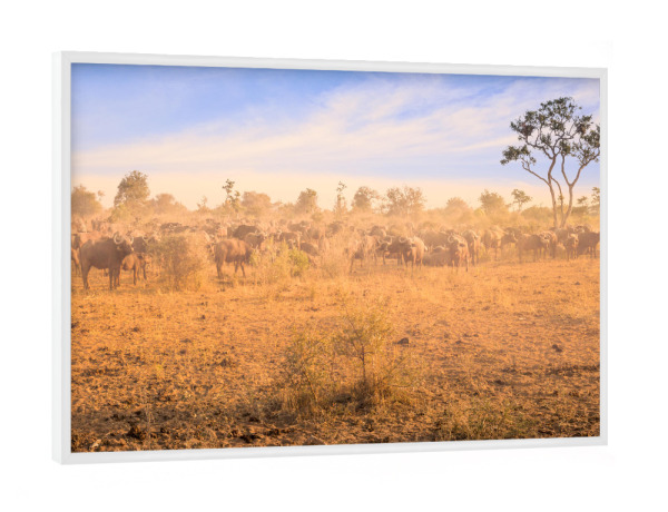 Poster mit weißem Rahmen "Büffelherde" artboxONE - Natur,Reise,Tiere,Reise / Afrika