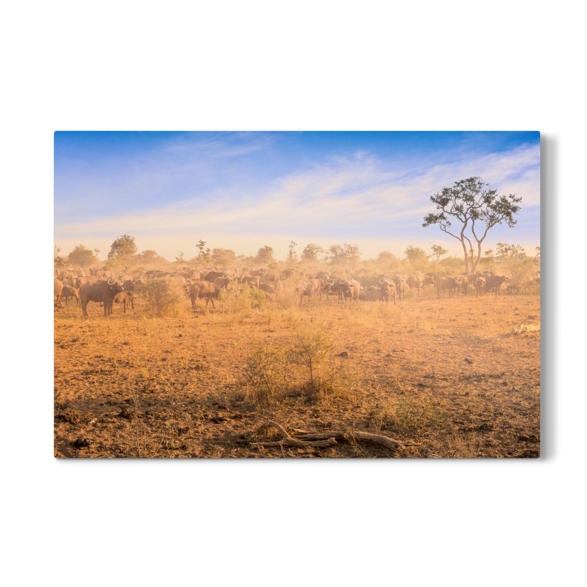 Galerie-Print "Büffelherde" 75x50 cm artboxONE