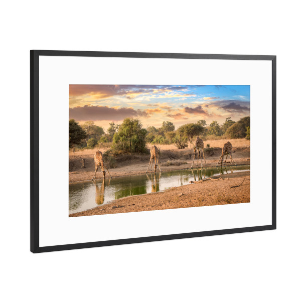Poster mit Rahmen Schwarz (Metallic) "Drinking Giraffes" artboxONE - Natur,Reise,Tiere,Reise / Afrika