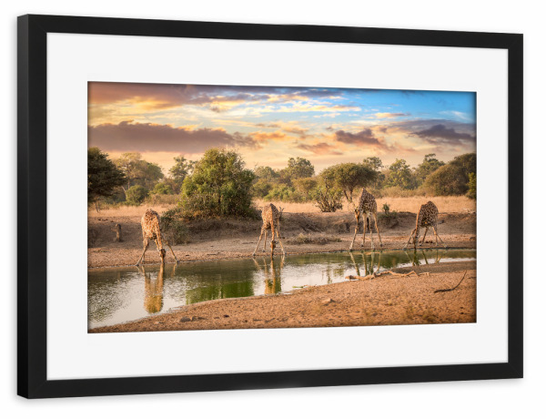 Poster mit Rahmen schwarz "Drinking Giraffes" artboxONE - Natur,Reise,Tiere,Reise / Afrika