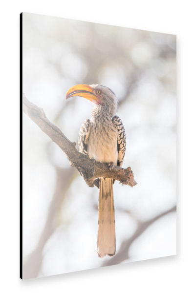 Alu-Dibond "Yellow billed Hornbill" 30x20 cm artboxONE