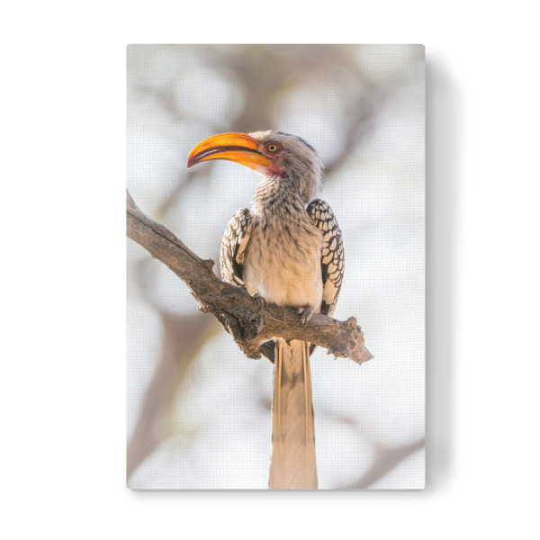 Leinwandbild "Yellow billed Hornbill" artboxONE - Natur,Reise,Tiere,Reise / Afrika - Vogel,Hornbill,Adler,Geier,Afrika,Safari