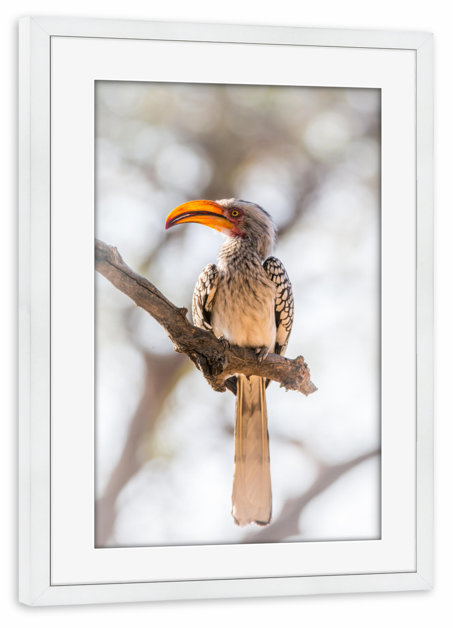 Poster mit Rahmen weiß "Yellow billed Hornbill" artboxONE - Natur,Reise,Tiere,Reise / Afrika - Vogel,Hornbill,Adler,Geier,Afrika,Safari