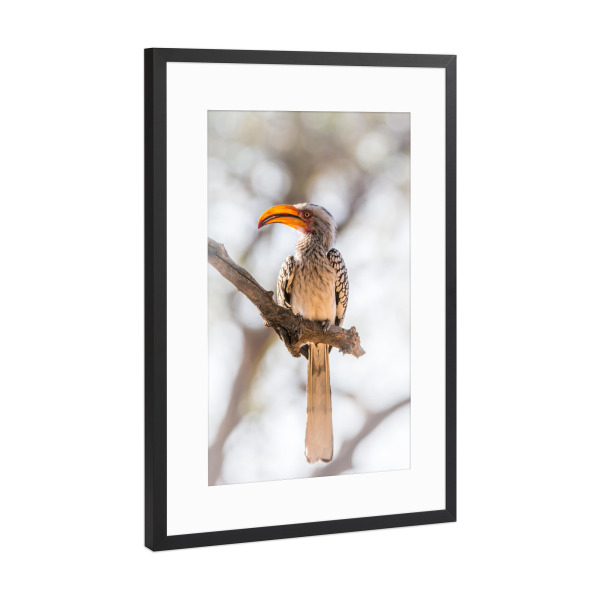 Poster mit Rahmen Schwarz (Metallic) "Yellow billed Hornbill" artboxONE - Natur,Reise,Tiere,Reise / Afrika - Vogel,Hornbill,Adler,Geier,Afrika,Safari