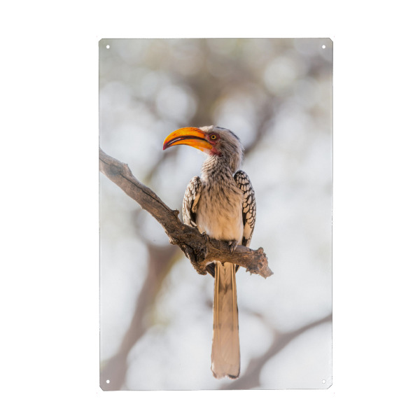 Holzbild "Yellow billed Hornbill" artboxONE - Natur,Reise,Tiere,Reise / Afrika - Vogel,Hornbill,Adler,Geier,Afrika,Safari