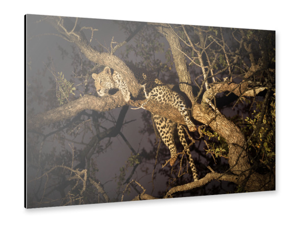 Alu-Dibond "Leopard im Baum" 30x20 cm artboxONE