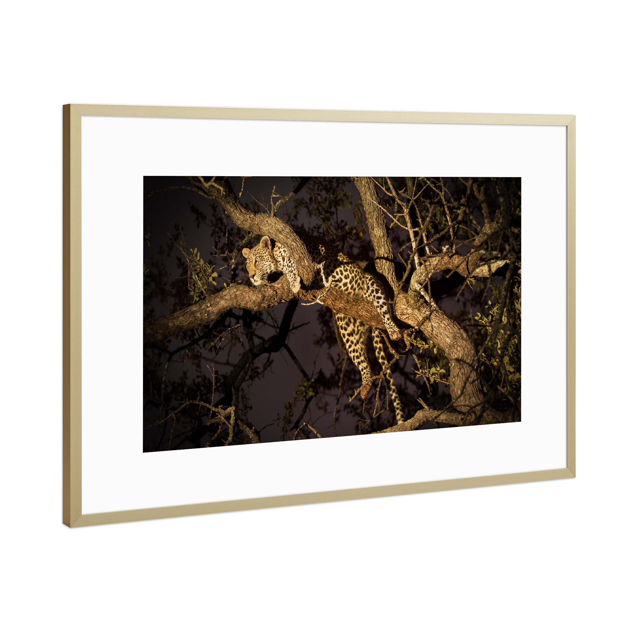 Poster mit Rahmen Gold "Leopard im Baum" artboxONE - Natur,Reise,Tiere,Reise / Afrika - Leopard,Wildlife,Raubkatze,Afrika,Safari,Natur