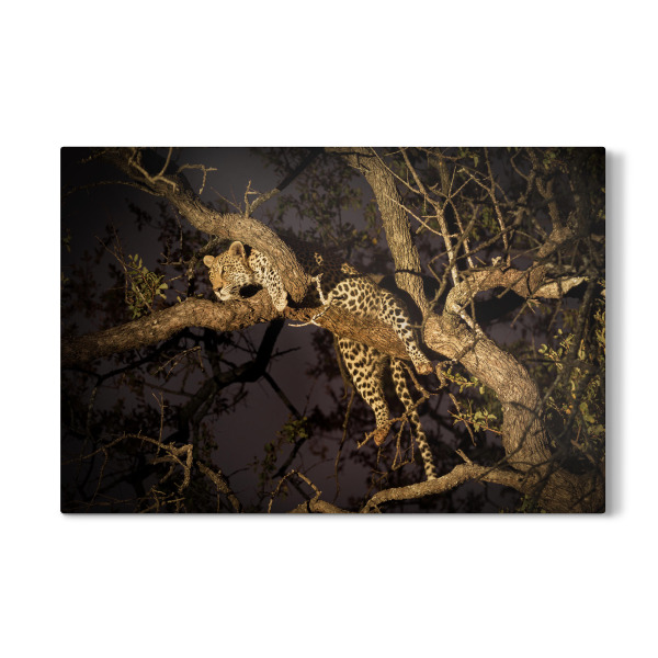 Galerie-Print "Leopard im Baum" 30x20 cm artboxONE