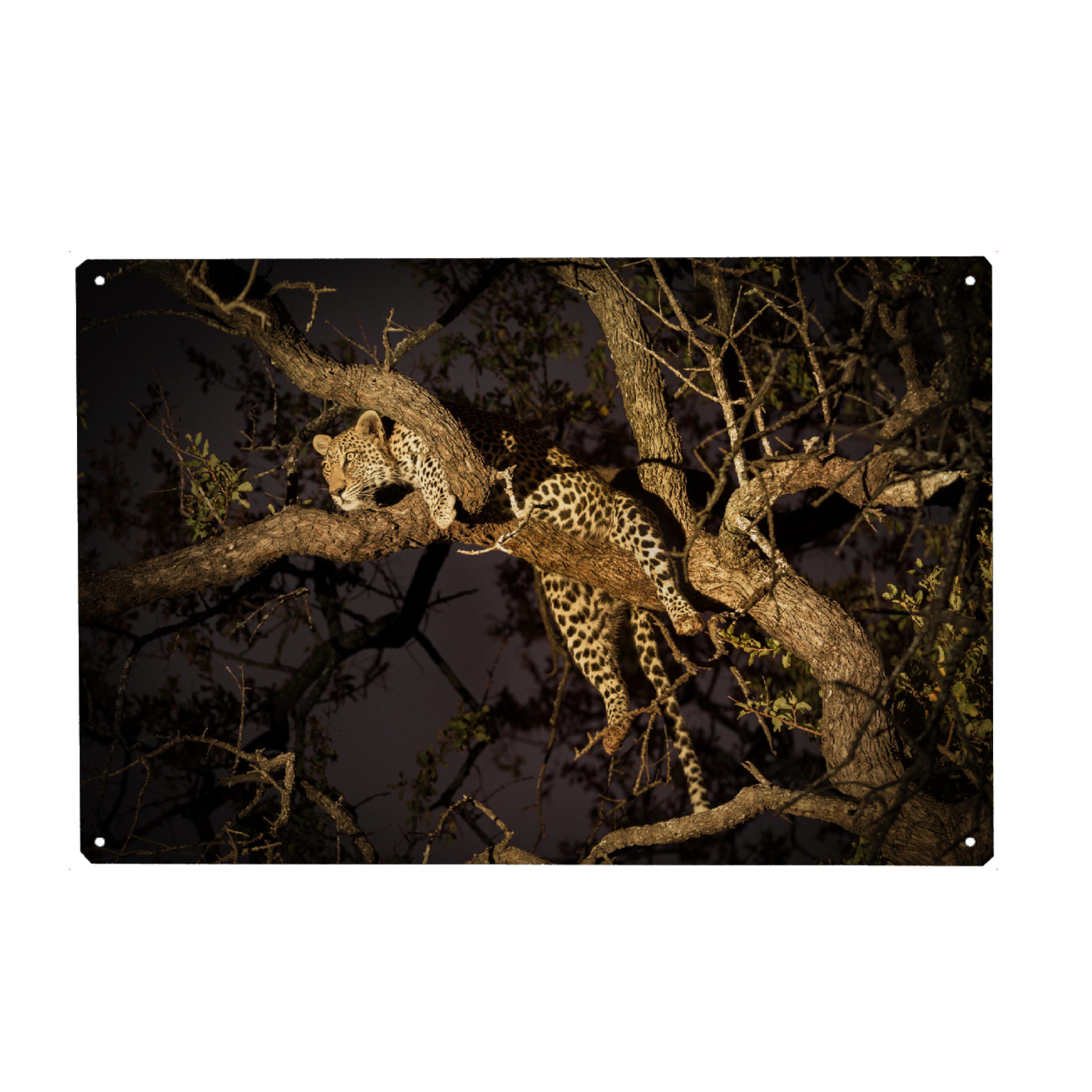 Holzbild "Leopard im Baum" artboxONE - Natur,Reise,Tiere,Reise / Afrika - Leopard,Wildlife,Raubkatze,Afrika,Safari,Natur