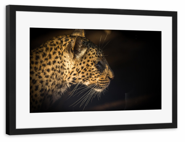 Poster mit Rahmen schwarz "Leopard" artboxONE - Natur,Reise,Tiere,Reise / Afrika - Leopard,Tierwelt,Raubkatze,Afrika,Safari,Natur