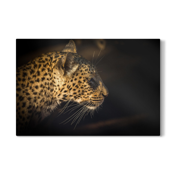 Galerie-Print "Leopard" 30x20 cm artboxONE