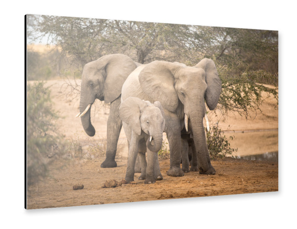 Alu-Dibond "Elefantenfamilie" 30x20 cm artboxONE