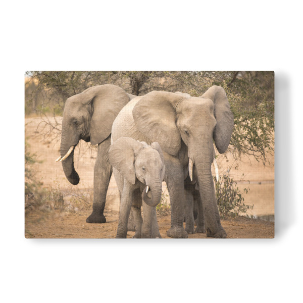 Leinwandbild "Elefantenfamilie" artboxONE - Natur,Reise,Tiere,Reise / Afrika - Elefant,Baby,Safari,Wildlife,Afrika,Family