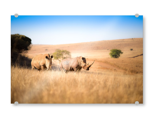 Acrylglasbild "Rhino" artboxONE - Natur,Tiere,Reise / Afrika - Nashorn,Nashorn,Afrika,Safari,Tierwelt