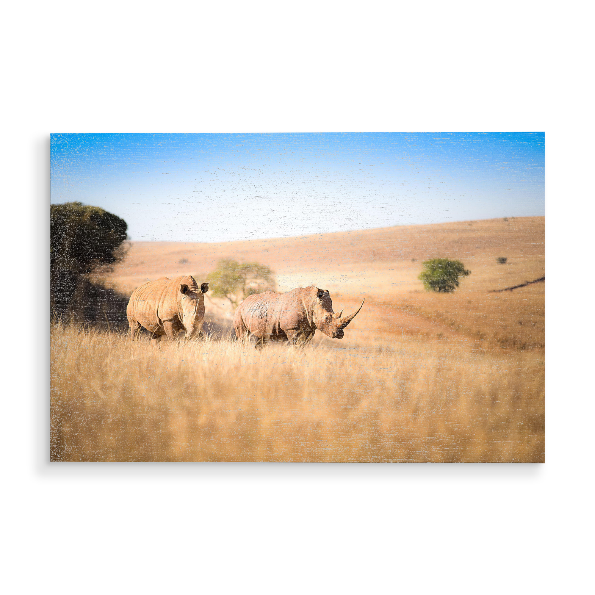 Holzbild "Rhino" artboxONE - Natur,Tiere,Reise / Afrika - Nashorn,Nashorn,Afrika,Safari,Tierwelt
