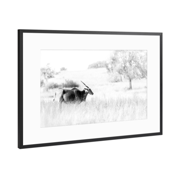 Poster mit Rahmen Schwarz (Metallic) "Antilope" artboxONE - Natur,Tiere,Schwarzweiß - Antilope,Afrika,Wildlife,Abstrakt,Africa