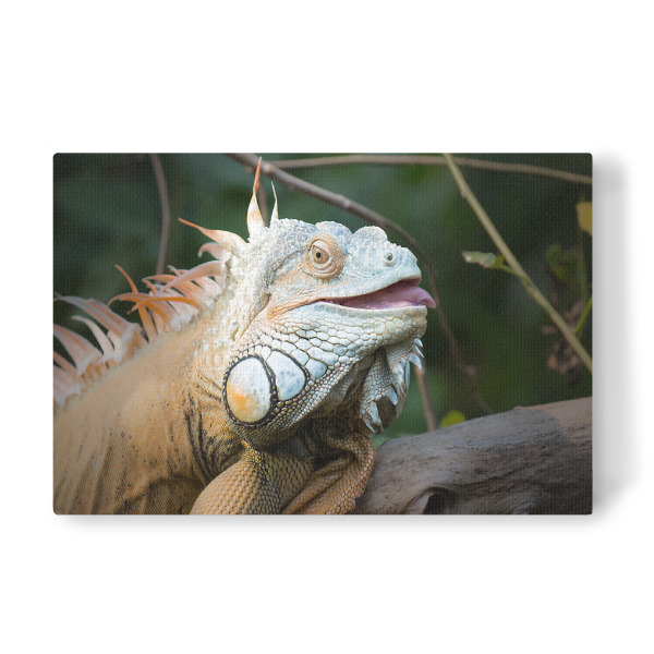 Leinwandbild "Chameleon" artboxONE - Natur,Tiere - Chameleon,Tiere,Exotisch,Afrika,Asien,Tier,Afrika,Tierwelt