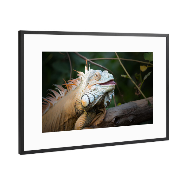 Poster mit Rahmen Schwarz (Metallic) "Chameleon" artboxONE - Natur,Tiere - Chameleon,Tiere,Exotisch,Afrika,Asien,Tier,Afrika,Tierwelt