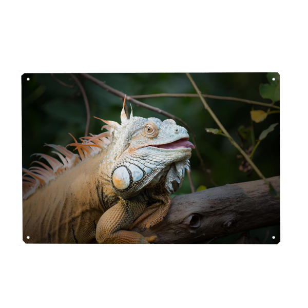 Metall Poster "Chameleon" artboxONE - Natur,Tiere - Chameleon,Tiere,Exotisch,Afrika,Asien,Tier,Afrika,Tierwelt - Blechschild