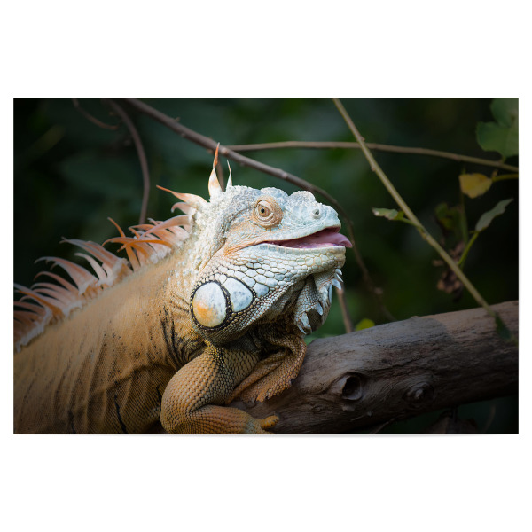 Poster "Chameleon" artboxONE - Natur,Tiere - Chameleon,Tiere,Exotisch,Afrika,Asien,Tier,Afrika,Tierwelt