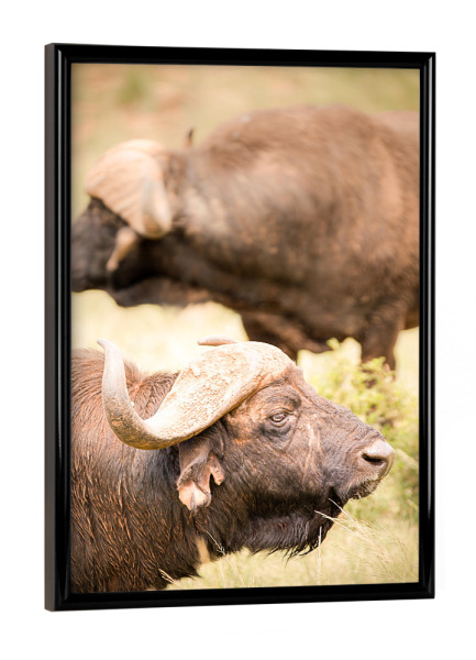 Poster mit schwarzem Rahmen "Buffalo" artboxONE - Natur,Reise,Tiere,Reise / Afrika - Tierwelt,Safari,Afrika,Südafrika,Tiere,Büffel