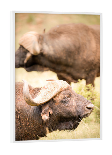 Poster mit weißem Rahmen "Buffalo" artboxONE - Natur,Reise,Tiere,Reise / Afrika - Tierwelt,Safari,Afrika,Südafrika,Tiere,Büffel
