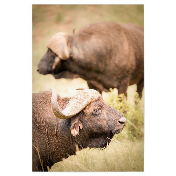 Poster 30x20 cm "Buffalo" artboxONE - Natur,Reise,Tiere,Reise / Afrika - Tierwelt,Safari,Afrika,Südafrika,Tiere,Büffel