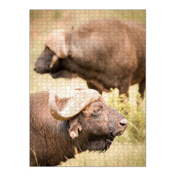Puzzle Ravensburger "Buffalo" artboxONE - Natur,Reise,Tiere,Reise / Afrika - Tierwelt,Safari,Afrika,Südafrika,Tiere,Büffel - Bild Tierwelt