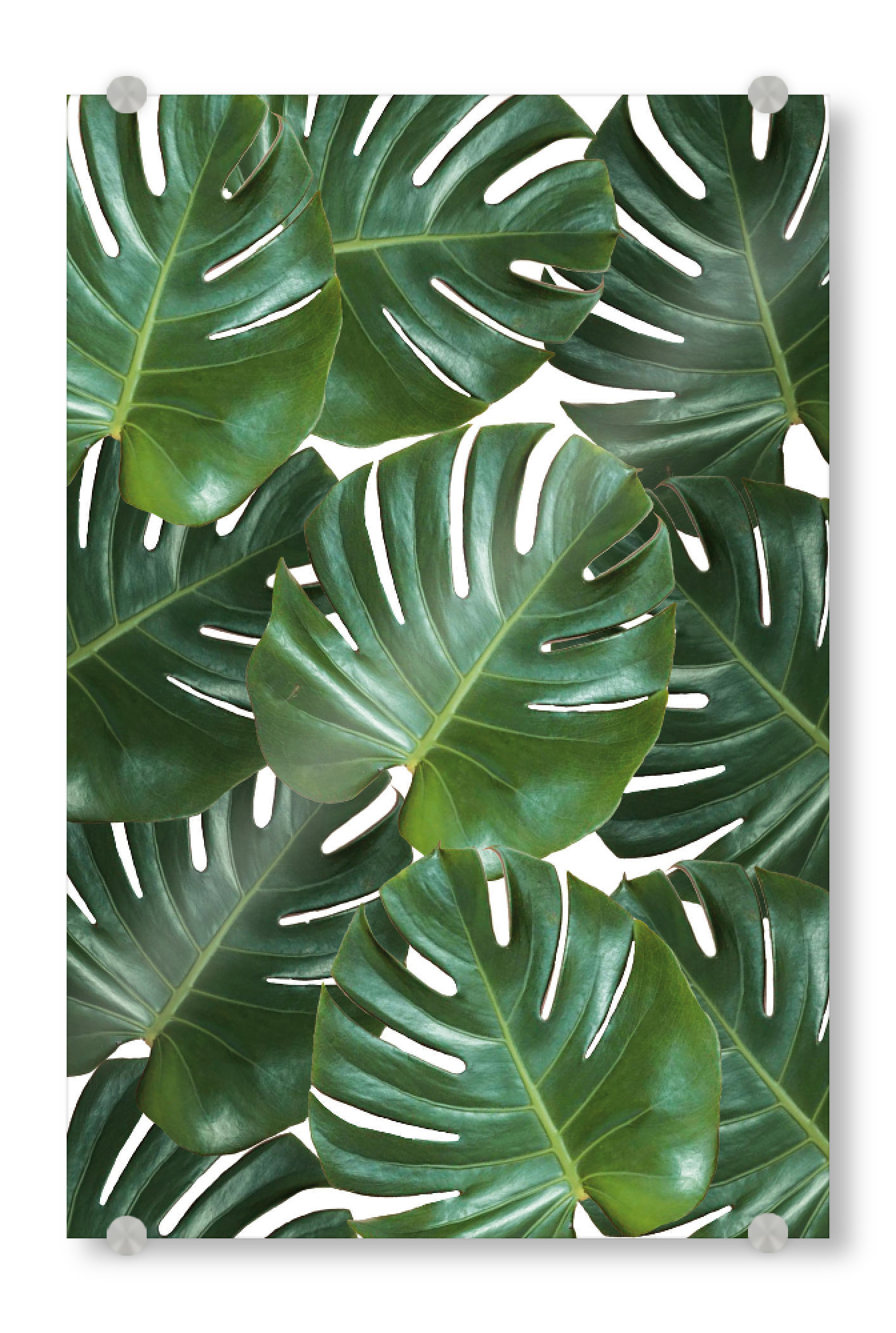 Acrylglasbild "Monstera #2" artboxONE - Floral,Geometrie - Monstera,Blätter,Leaves,Pflanze,Plant,Nature,Summer,Sommer