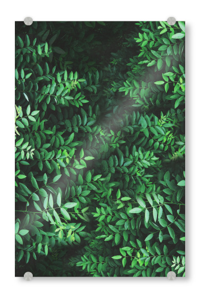 Acrylglasbild "Tropical Forest 2" artboxONE - Natur,Reise,Festivals