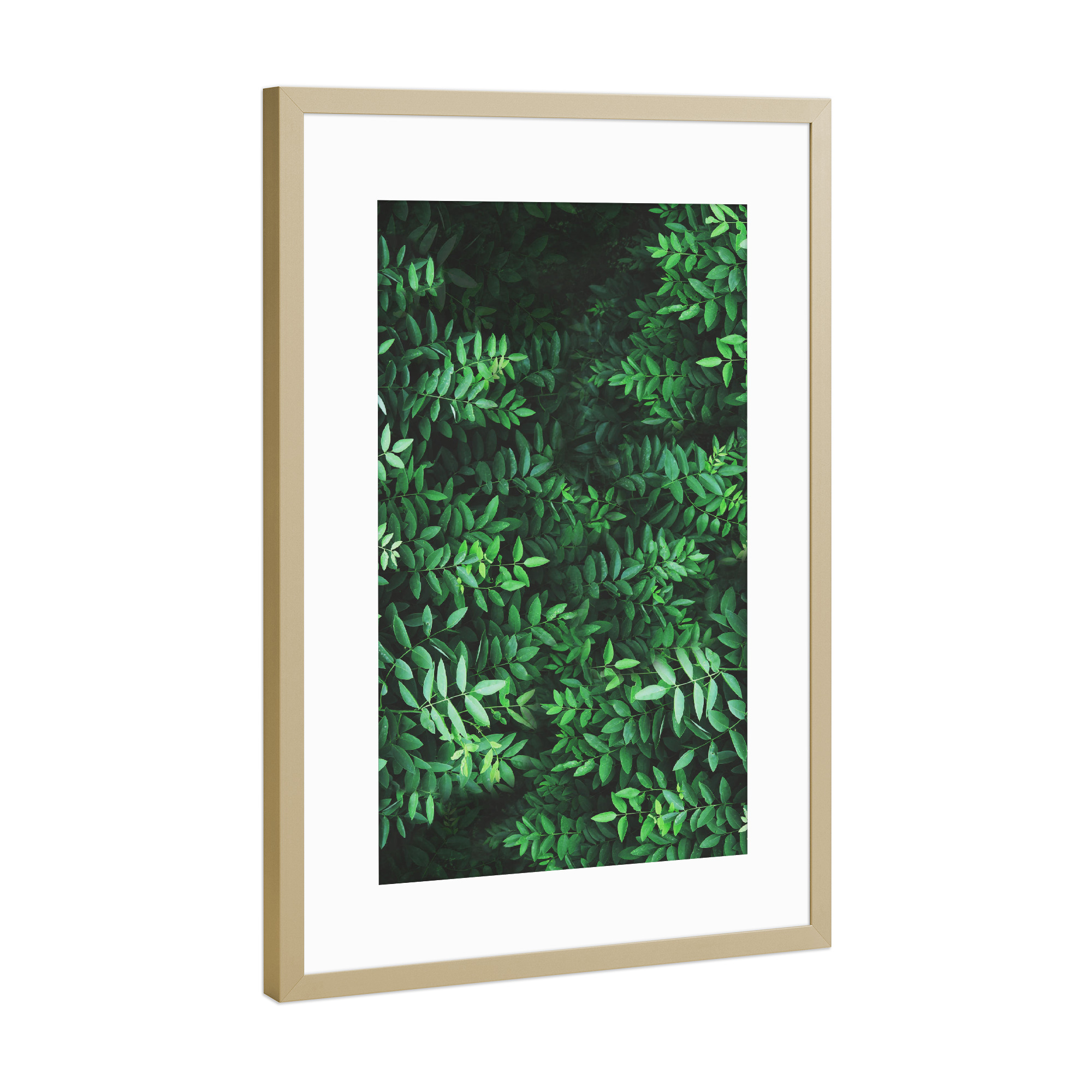 Poster mit Rahmen Gold "Tropical Forest 2" artboxONE - Natur,Reise,Festivals