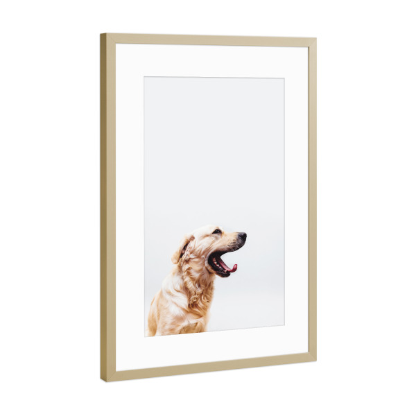 Poster mit Rahmen Gold "Happy Dog" artboxONE - Natur,Tiere
