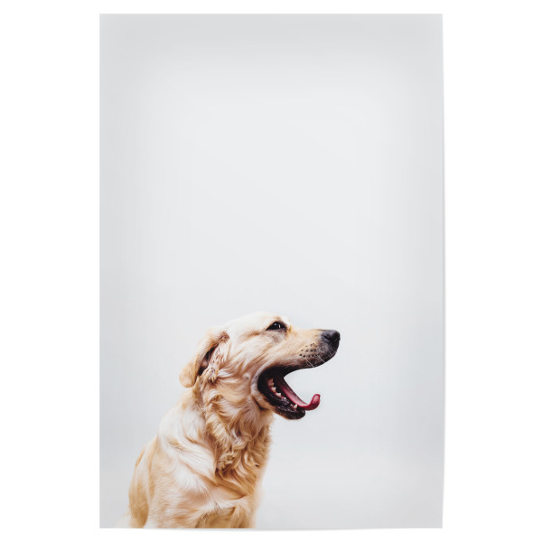 Poster 30x20 cm "Happy Dog" artboxONE - Natur,Tiere