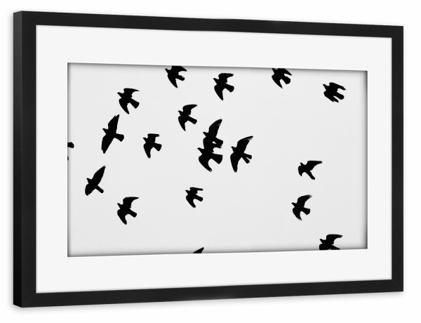 Poster mit Rahmen schwarz "Black and White Birds" artboxONE - Natur,Tiere,Schwarzweiß