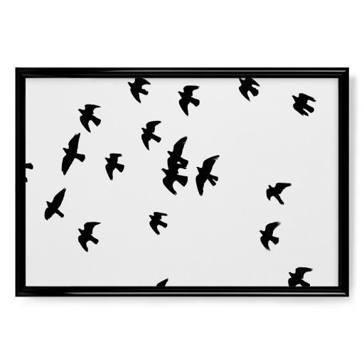 Black and White Birds