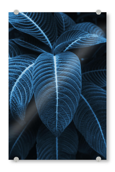 Acrylglasbild "Leaf me alone 01" artboxONE - Natur,Floral,Festivals - Blatt,Tropisch,Pflanze,Blumen,Palme,Palme,Skandinavisch,Festival,Sommer,Sommer