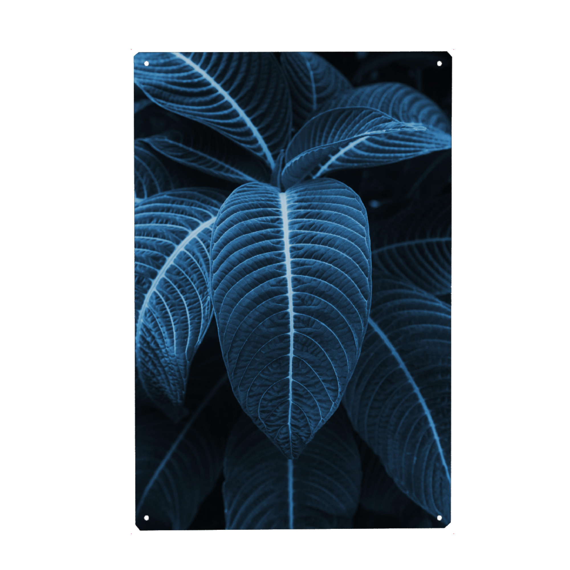 Metall Poster "Leaf me alone 01" artboxONE - Natur,Floral,Festivals - Blatt,Tropisch,Pflanze,Blumen,Palme,Palme,Skandinavisch,Festival,Sommer,Sommer