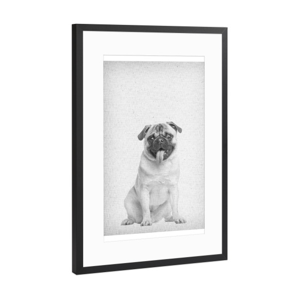 Poster mit Rahmen Schwarz (Metallic) "Mops 02" artboxONE - Natur,Für Kinder,Tiere,Schwarzweiß - Mops,Hund,Welpe,Zunge,Zunge rausstrecken,Froilein juno