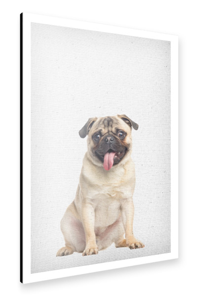 Alu-Dibond "Mops 01" 30x20 cm artboxONE
