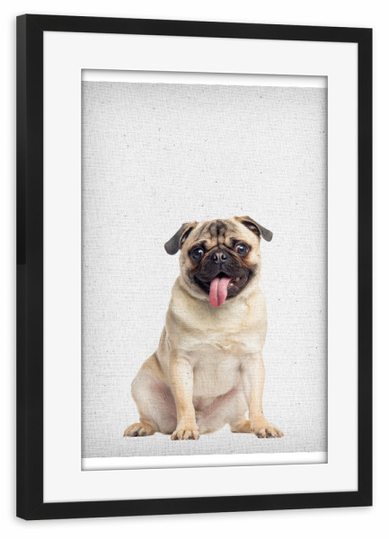 Poster mit Rahmen schwarz "Mops 01" artboxONE - Natur,Für Kinder,Tiere - Mops,Hund,Welpe,Zunge,Zunge rausstrecken,Froilein juno