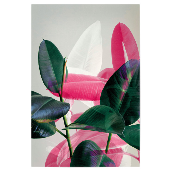 Poster "Greenery Mix" artboxONE - Natur,Floral,Festivals - Pink,Fuchsia,White,Leaves,Jungle,Greenery,Ficus,Plant,Summer,Mixed media,Summer feeling