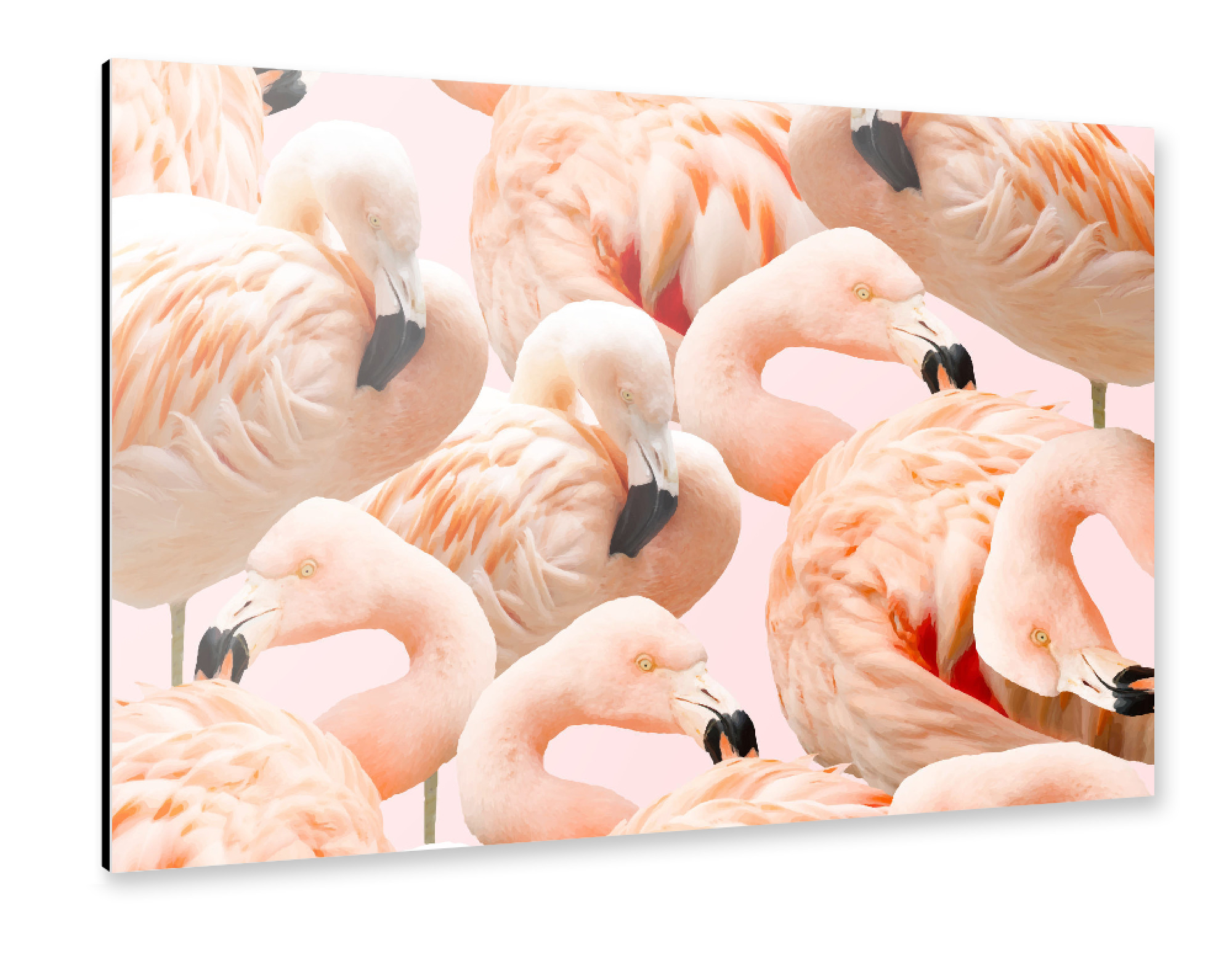 Alu-Dibond "Flamingo Blush" 75x50 cm artboxONE