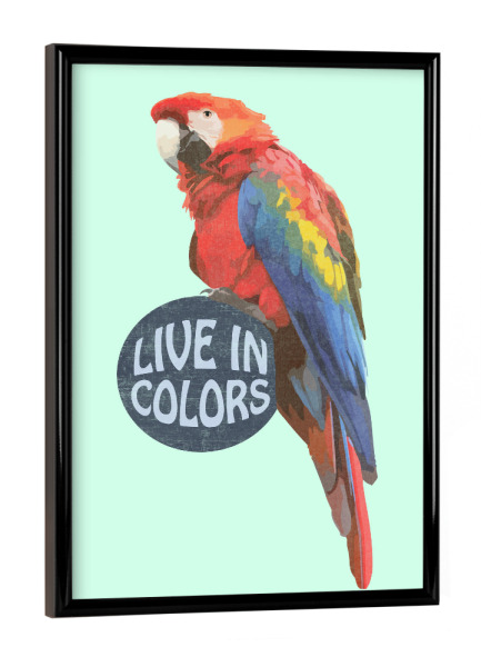 Poster mit schwarzem Rahmen "Parrot - Live in colors" artboxONE - Natur,Für Kinder,Tiere,Für Mama,Für Papa,Festivals