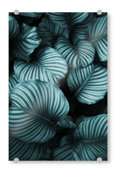 Acrylglasbild "Leaf me alone" artboxONE - Natur,Reise,Floral,Abstrakt,Schwarzweiß,Festivals - Pflanze,Blätter