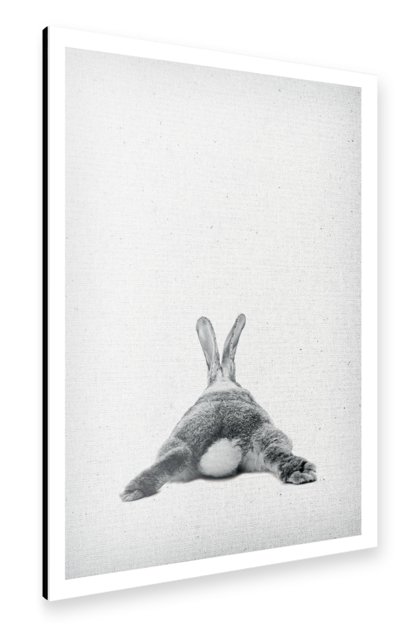 Alu-Dibond "Rabbits Back" 75x50 cm artboxONE