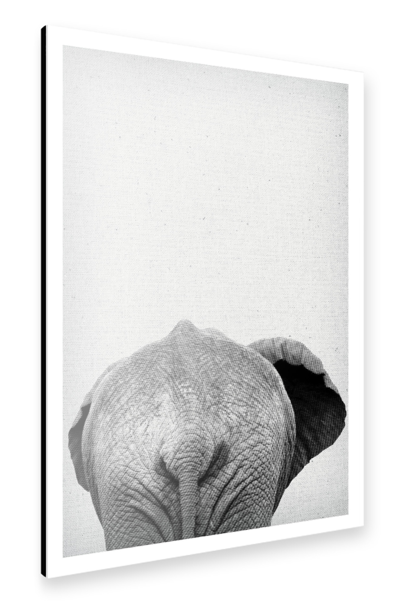 Alu-Dibond "Elephant 05" 75x50 cm artboxONE